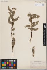 Foto von Salix discolor Muhl.